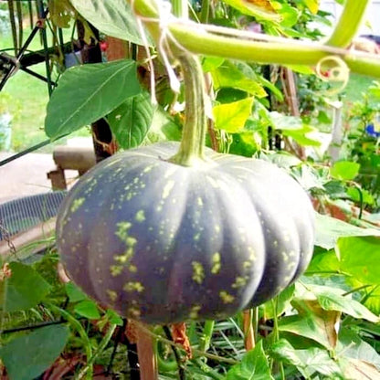 Giant Yellow Pumpkin (Cucurbita maxima) – 100+ Premium Seeds