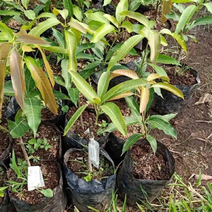 Premium 'Gedong Gincu' Mango Grafted Seedling – Elite Indonesian Tropical Orchard Stock (Phytosanitary Certified)