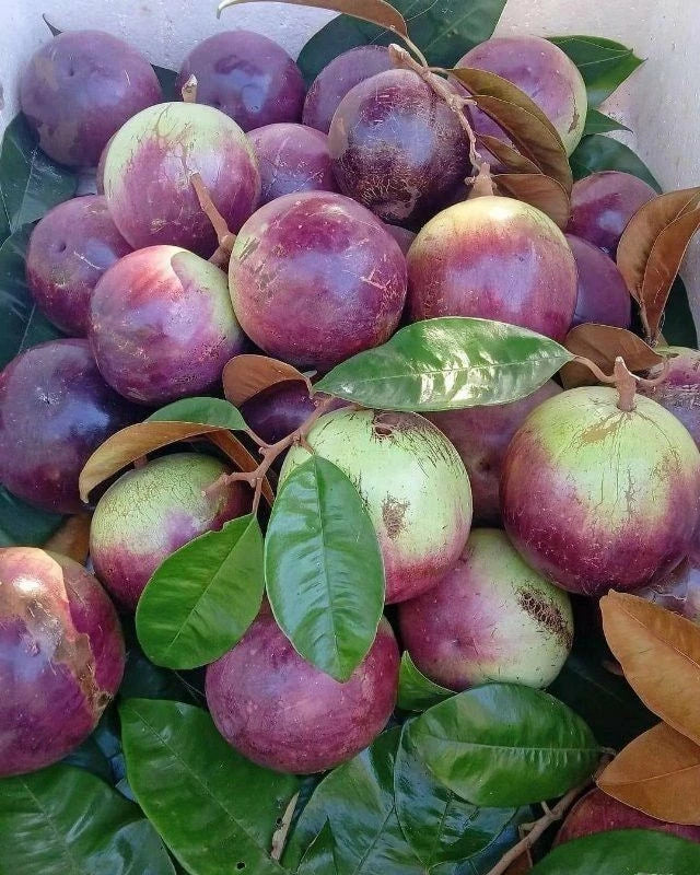 Purple Star Apple Seeds (Chrysophyllum cainito) – 40+ Premium Fresh Exotic Purple Star Apple / Caimito Seeds for Planting