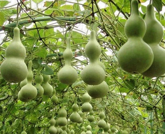 Bottle Gourd Seeds (Lagenaria siceraria) – 350+ Premium Seeds for Planting