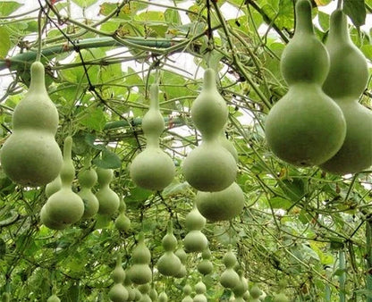 Bottle Gourd Seeds (Lagenaria siceraria) – 350+ Premium Seeds for Planting