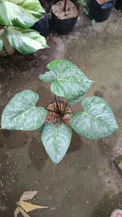 Philodendron 'Majestic' x 'Silver Cloud' – Rare Hybrid Aroid