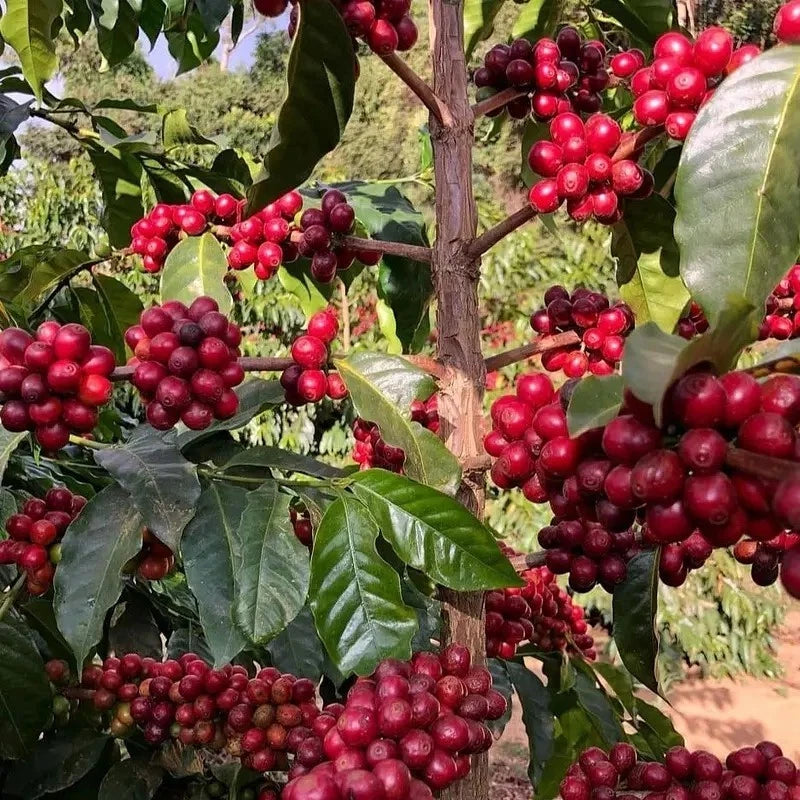 Catuai Coffee Seeds (Coffea arabica var. Catuai) – Premium Certified High-Yield Gourmet Arabica Coffee Bean Plant Seeds for Planting (120 Pcs)