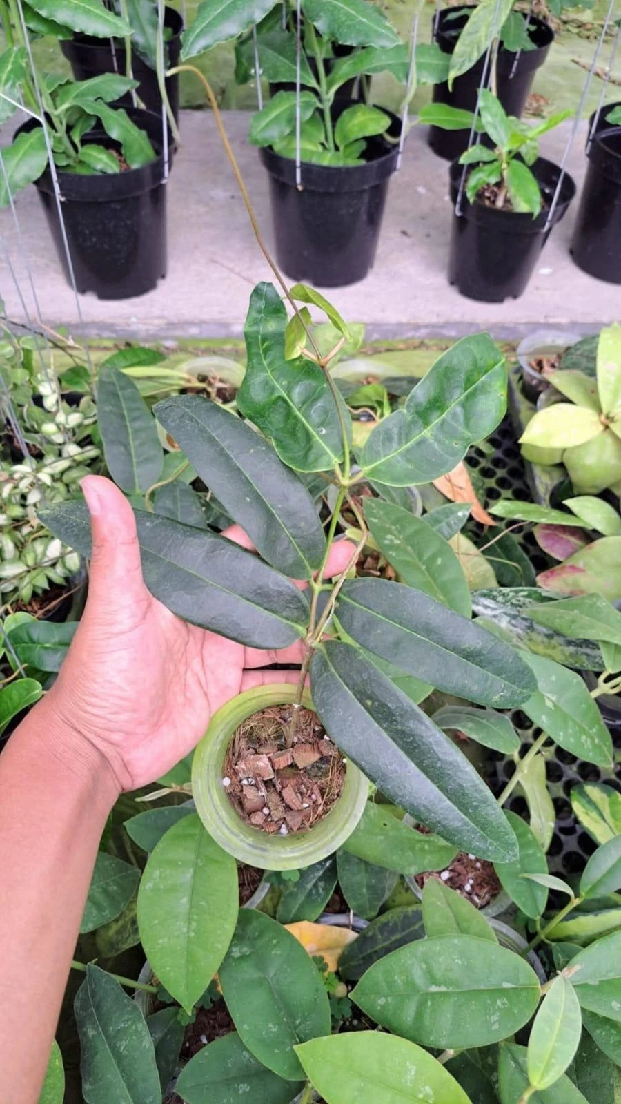 Rare Hoya Surisana Live Plant - Premium Exotic Tropical Fragrant Wax Plant Collector Specimen