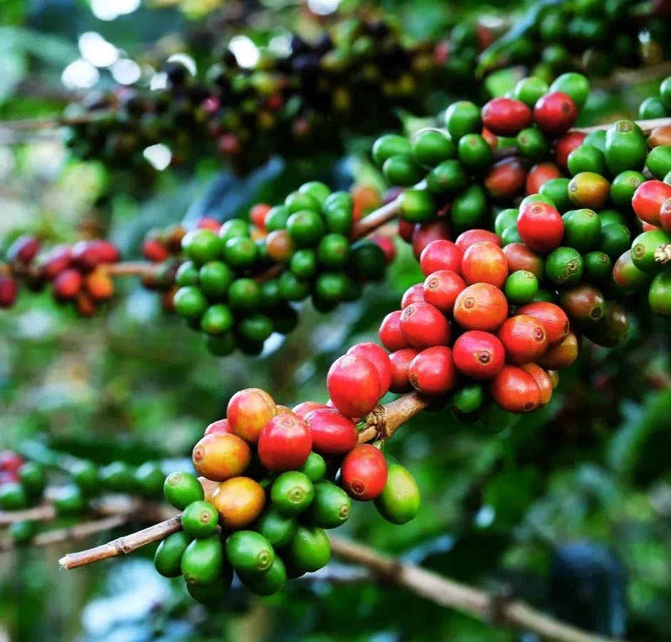 120+ SL34 Coffee Seeds (Coffea arabica) – Certified Kenyan Specialty Coffee Bean Crop Seeds for Planting