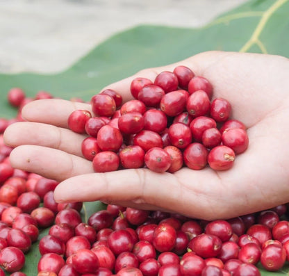 TimTim Coffee Seeds (Coffea arabica x canephora / 120+ Tim Tim Hybrid Coffee Bean Seeds) – Premium Exotic Botanical Specimen Plant Seeds for Planting