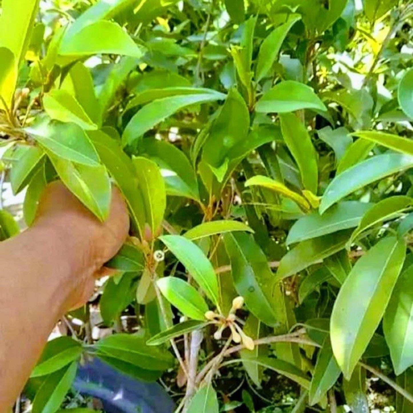 Jumbo Thai Sapodilla (Manilkara zapota) - Premium Grafted Exotic Fruit Tree