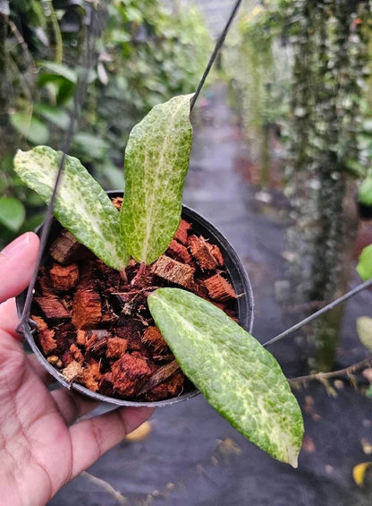 Hoya Crocodile Rare Tropical Indoor Outdoor Wax Plant Seeds / Cuttings (Hoya sp. 'Crocodile') – Premium Certified Textured Leaf Waxflower Plant for Planting