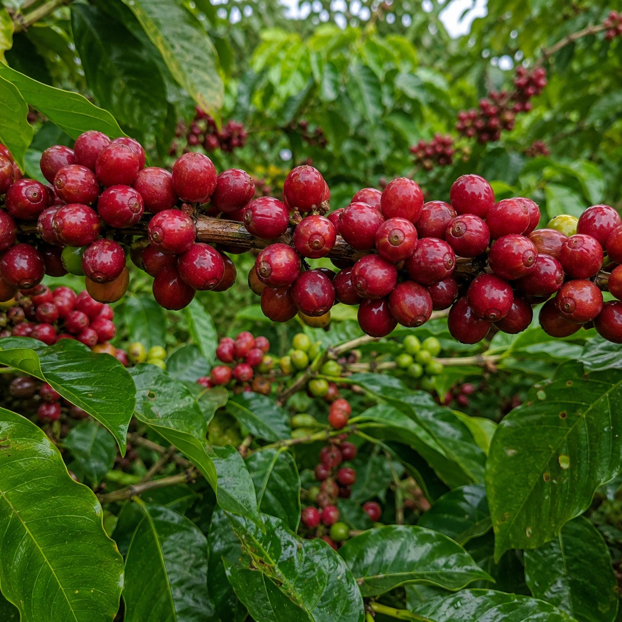 2000+ Premium Gayo Coffee Seeds (Coffea arabica var. Gayo) – Certified Heirloom Sumatran Coffee Bean Plant Seeds for Planting