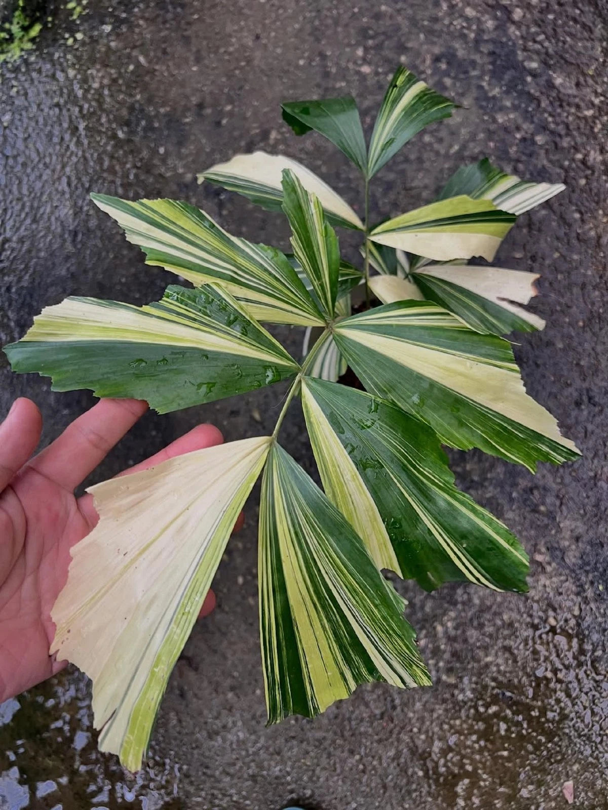 Caryota mitis - Fishtail Palm - Stunning Tropical Indoor Palm