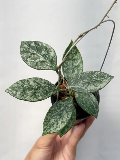 Hoya Rundumensis Silver Splash Rare Wax Plant | Tropical Indoor Outdoor Hoya | Exotic Collector Houseplant