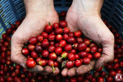 BP42 Coffee Seeds (Coffea arabica var. BP42) – Rare High-Performance Specialty Coffee Beans for Planting and Cultivation