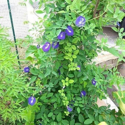 Butterfly Pea Flower Seeds (100+ Bulk Seeds, Clitoria ternatea) – Fast-Growing Tropical Blue Tea Vine / Herbal Edible Flower Seeds for Planting