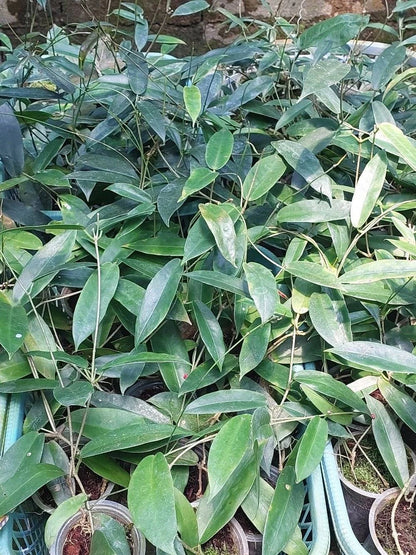 Hoya Archboldiana Rare Tropical Indoor Outdoor Wax Plant Seeds / Cuttings (Hoya archboldiana) – Premium Certified Giant Cup Waxflower Plant for Planting