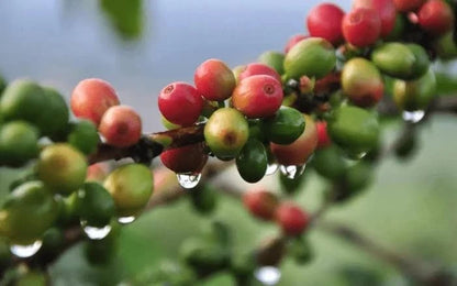 Typica Sumatra Coffee Seeds (Coffea arabica var. Typica Sumatra) – Premium Heirloom Indonesian Specialty Coffee Bean Seeds for Planting (100 Pcs)