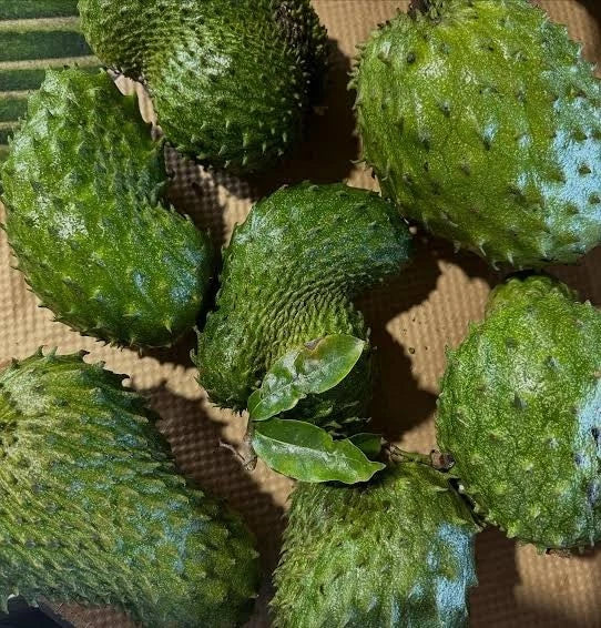 Tainung Soursop Seeds (Annona muricata) – Elite High-Yield Botanical Specimen (Collectors Quality)