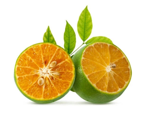 2000++ Calamansi Orange Citrus Seeds (Citrus microcarpa var. Calamansi Orange) – Premium Quality