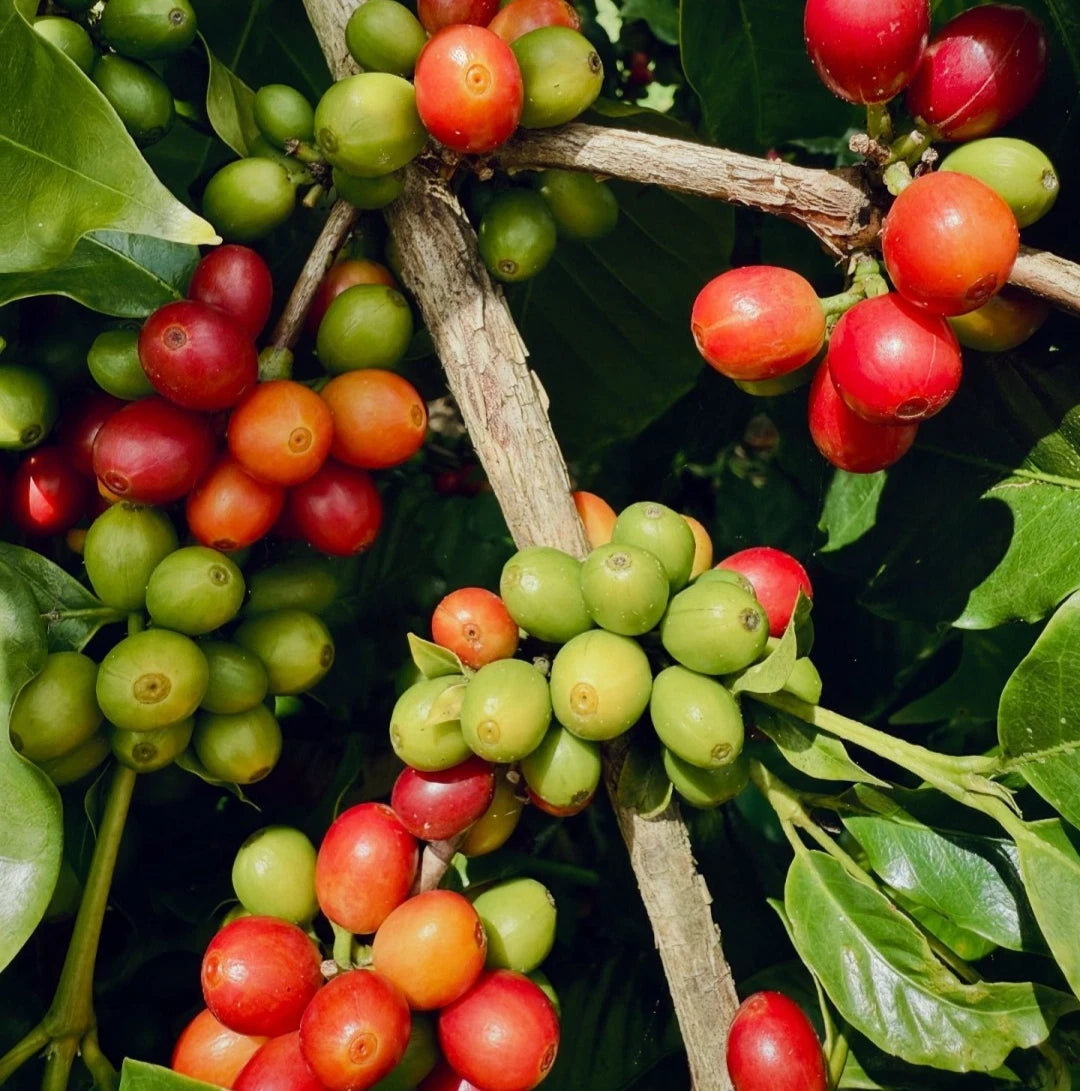 Catimor Coffee Seeds (Coffea sp. / 120+ Premium Compact High-Yield Specialty Coffee Bean Seeds) – Premium Botanical Specimen Plant Seeds for Planting