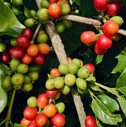 Catimor Coffee Seeds (Coffea sp. / 120+ Premium Compact High-Yield Specialty Coffee Bean Seeds) – Premium Botanical Specimen Plant Seeds for Planting