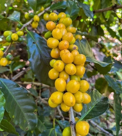 120+ Sidra Yellow Coffee Seeds (Coffea arabica var. Sidra Yellow) – Premium Rare Ecuadorian Specialty Coffee Plant Seeds for Planting