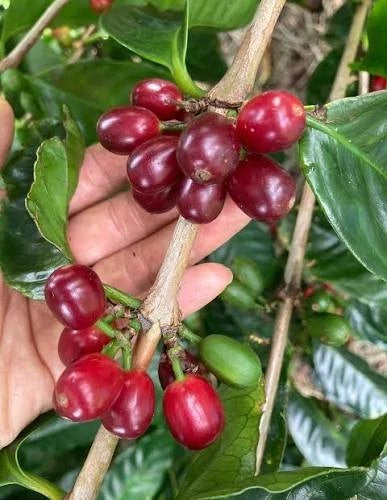 Geisha Colombian Coffee Seeds (Coffea arabica) – 120+ Premium Gesha Coffee Beans