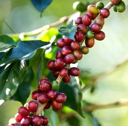 Pluma Hidalgo Coffee Seeds (Coffea arabica var. Pluma Hidalgo) – Heirloom Mexican Specialty Coffee Bean Seeds for Planting (100 Pcs)