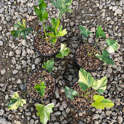 Thaumatophyllum Java Beauty Variegated - Rare Tropical Aroid