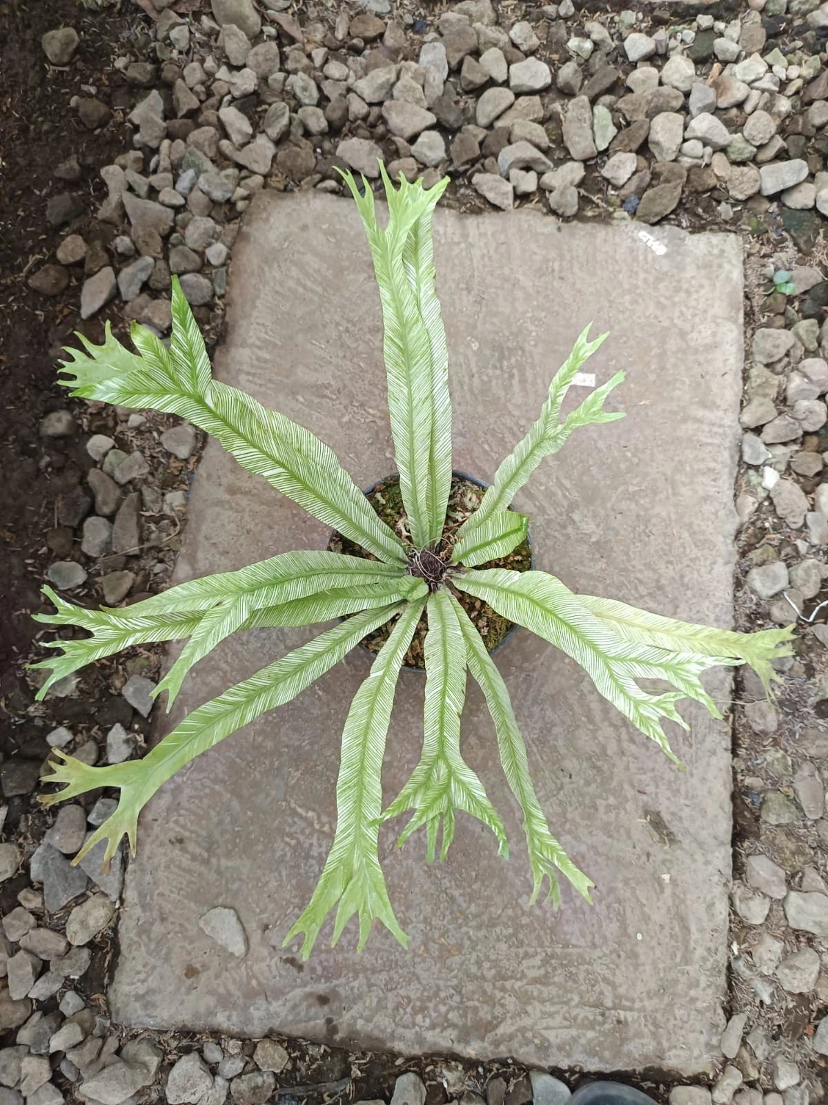 Variegated Bird’s Nest Fern | Asplenium nidus | Rare Exotic Tropical Plant | Decorative Foliage Houseplant