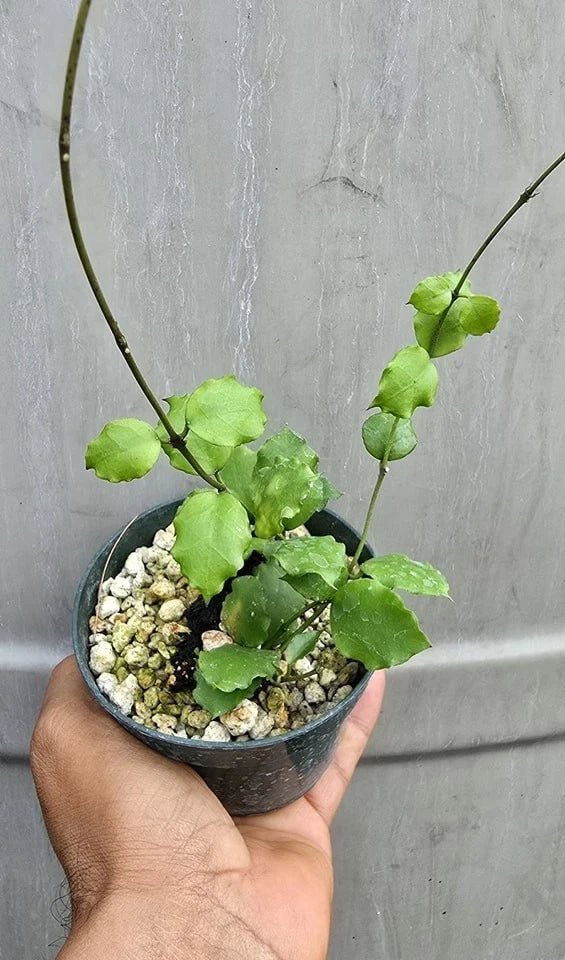 Hoya Endauensis Rare Wax Plant | Tropical Indoor Outdoor Hoya | Exotic Collector Houseplant