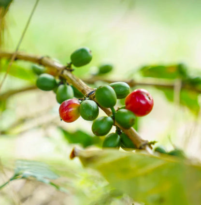 Arusha Coffee Seeds (Coffea arabica) – 120+ Premium Coffee Beans