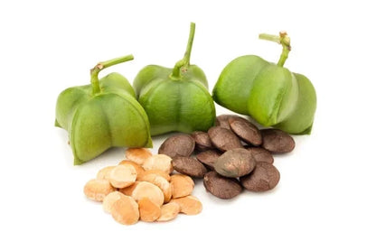 Sacha Inchi Nut Seeds (Plukenetia volubilis) – Premium Omega-Rich Inca Peanut Jungle Vine Seeds for Planting (50+ Pcs)