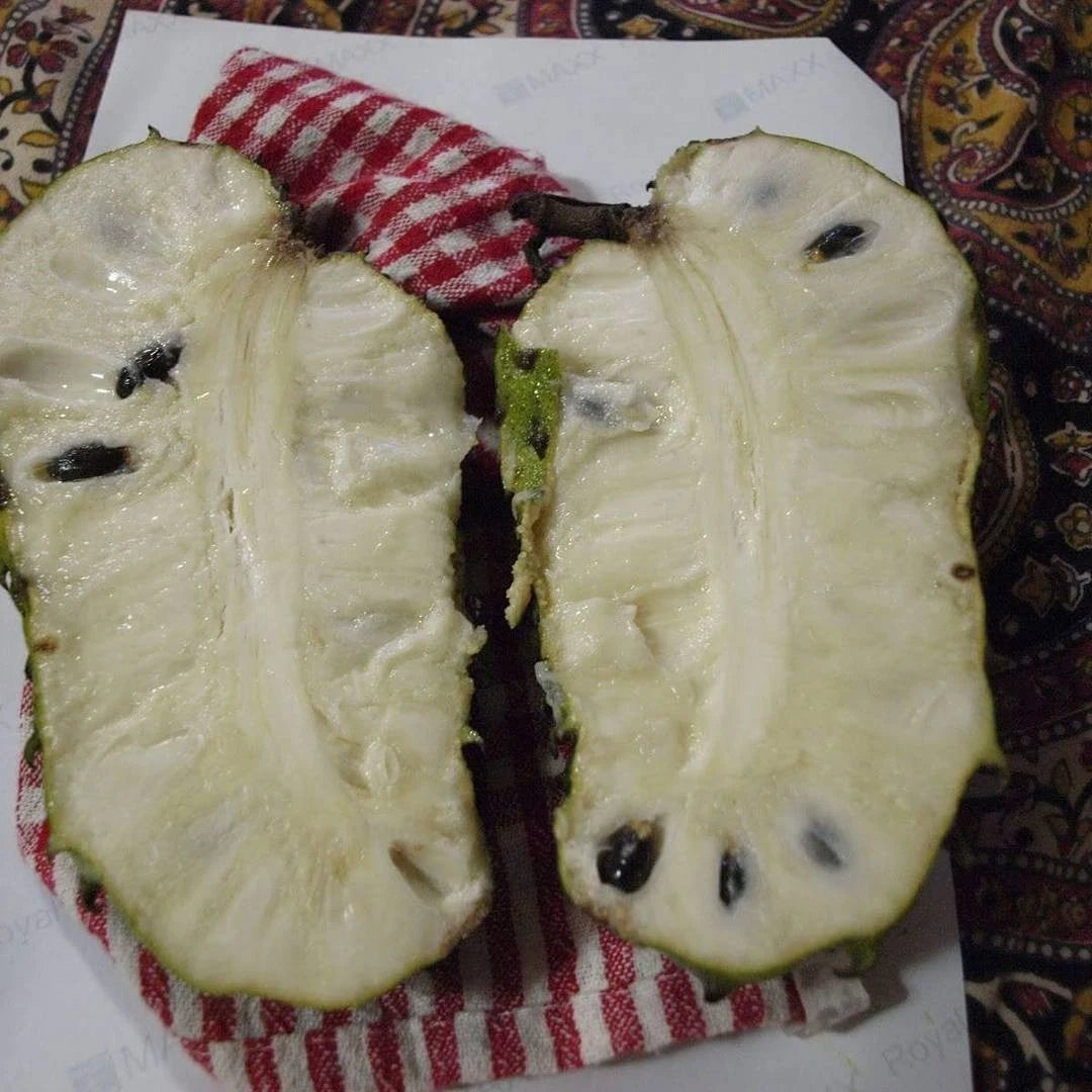 Sweet Ratu Soursop Seeds (Annona muricata var. Ratu) – Premium Creamy Tropical Guanabana Fruit Tree Seeds for Planting (100 Pcs)