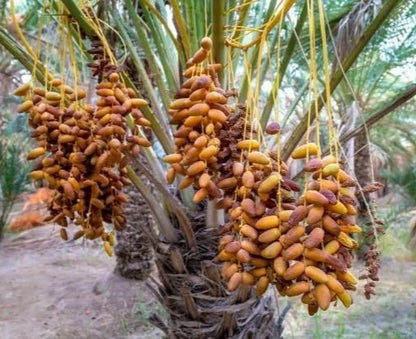 Nabtat Ali Date Palm Seeds (Phoenix dactylifera 'Nabtat Ali') – 35 pcs Premium Fresh Rare Honey-Sweet Golden Yellow Date Seeds