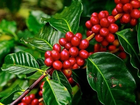 Liberica Coffee Seeds (Coffea liberica) – 2000+ Bulk Premium Rare Elephant Bean Specialty Coffee Seeds