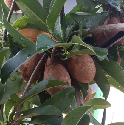 Sapodilla Seeds var. PKM-1 35 pcs (Manilkara zapota) - Premium High-Yield Sweet Chico Zapote Seeds