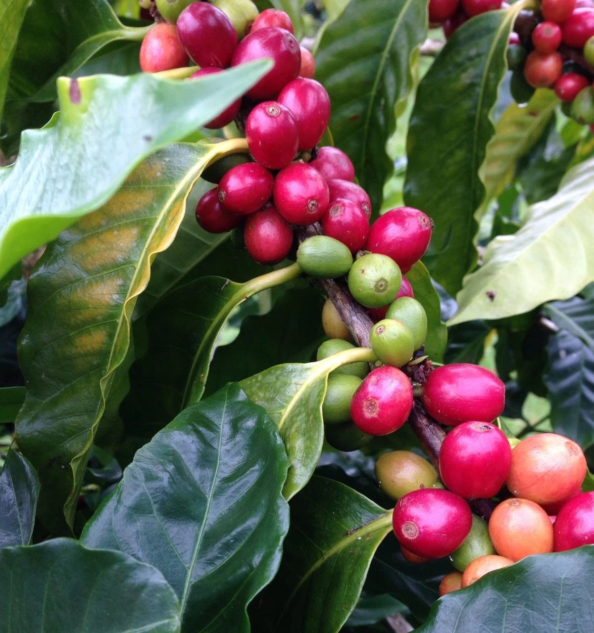 K7 Coffee (Coffea sp.) – 120+ Premium Seeds