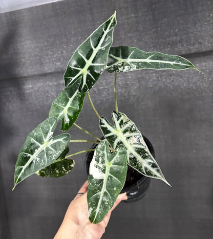 Alocasia bambino 'Variegated' - Rare Tropical Aroid