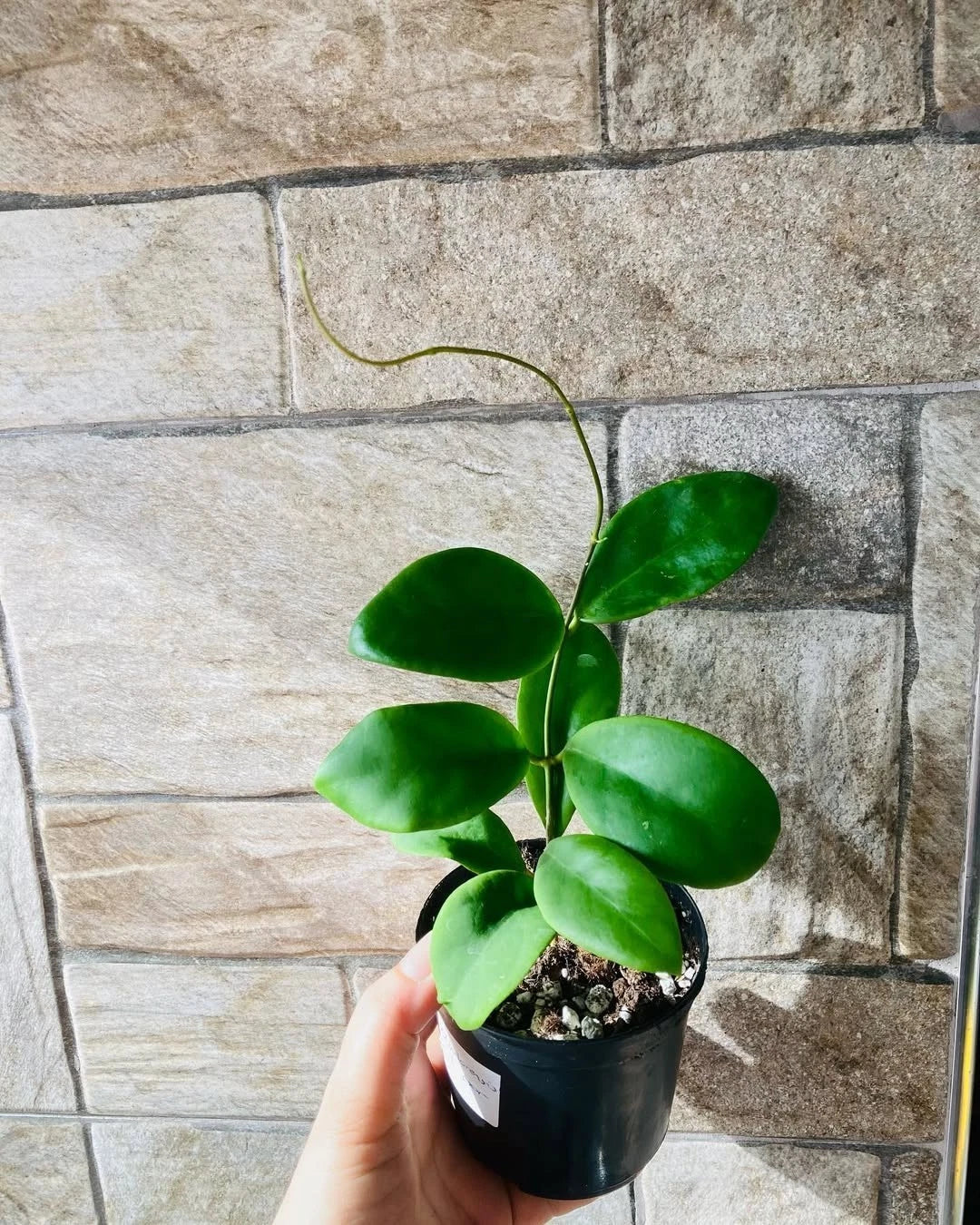 Hoya Mindorensis Seeds (Rare Philippine Tropical Wax Plant Seeds) – Premium Exotic Botanical Specimen Plant Seeds for Planting