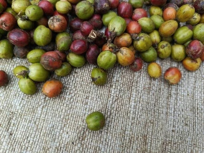 Gayo Coffee Seeds (Coffea arabica var. Gayo / 300+ Premium Sumatran Highland Specialty Coffee Seeds) – Premium Gourmet Specialty Coffee Plant Seeds for Planting