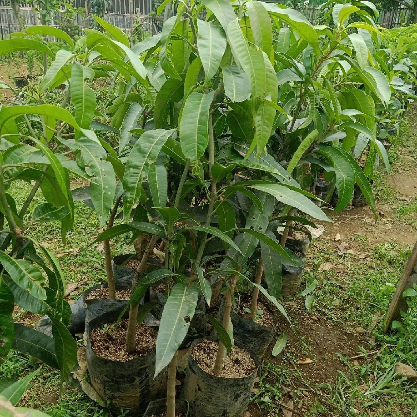 Premium Grafted Indramayu Mango Seedling - Sweet Tropical Fruit Fast Fruiting Plant