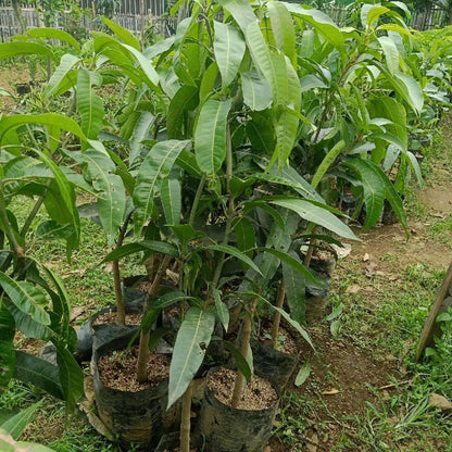 Premium Grafted Indramayu Mango Seedling - Sweet Tropical Fruit Fast Fruiting Plant