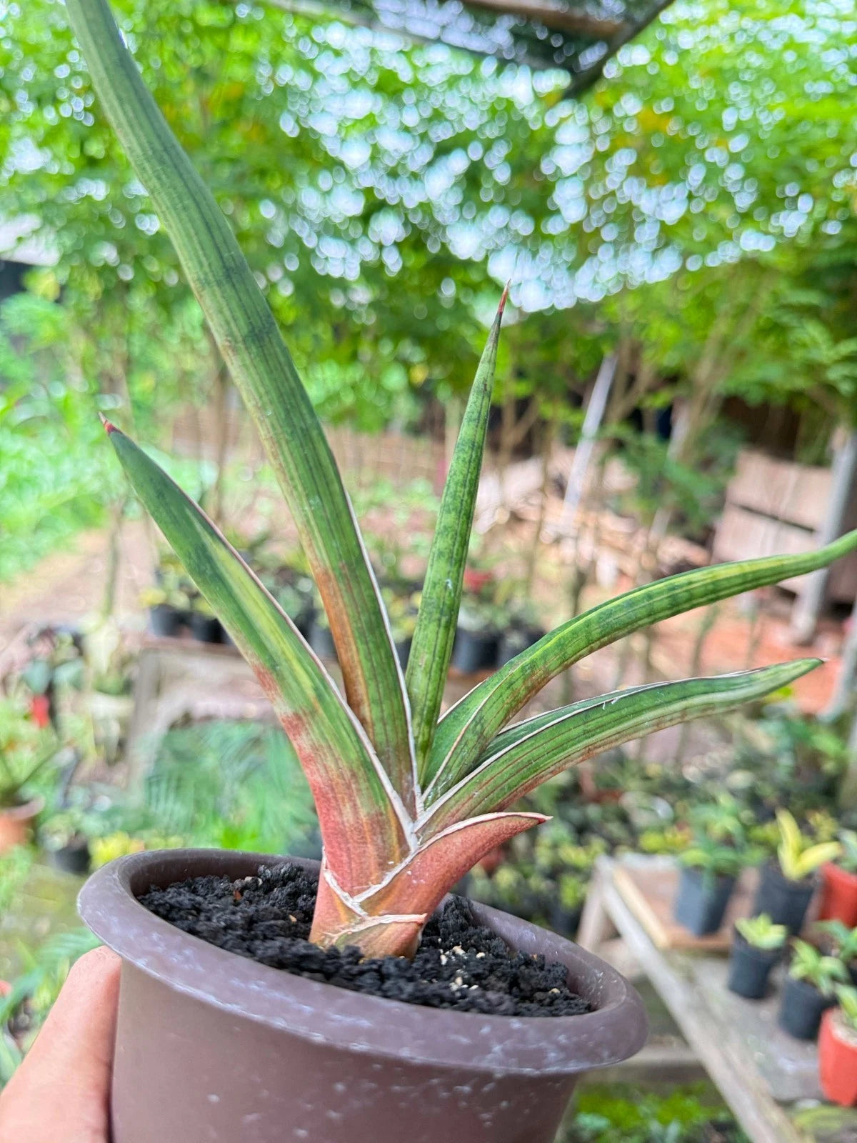 Extremely Rare Sansevieria Rodesiana Pink - Premium Exotic Tropical Succulent Snake Plant