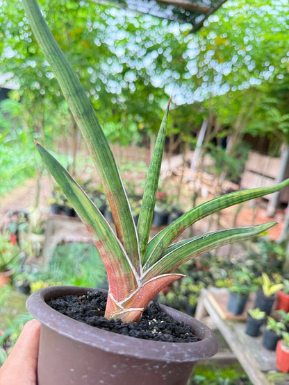 Extremely Rare Sansevieria Rodesiana Pink - Premium Exotic Tropical Succulent Snake Plant