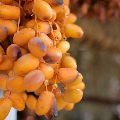 Safawi Date Palm Seeds (Phoenix dactylifera) – 35+ Premium Arabian Deep Black-Maroon Sweet Date Seeds