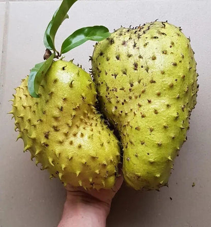 Golden Soursop Seeds (Annona muricata) var. Golden | 500+ Fresh Tropical Fruit Seeds | Rare Soursop Plant