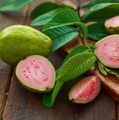 Superior Red Guava Seeds (Psidium guajava 'Superior Red') – 250+ Premium Fresh High-Yield Sweet Pink Guava Seeds