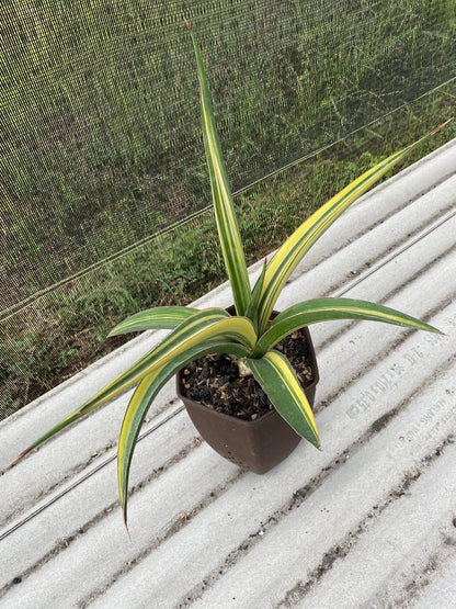 Sansevieria 'Pingthom' Variegated - Rare Sculptural Collector Specimen