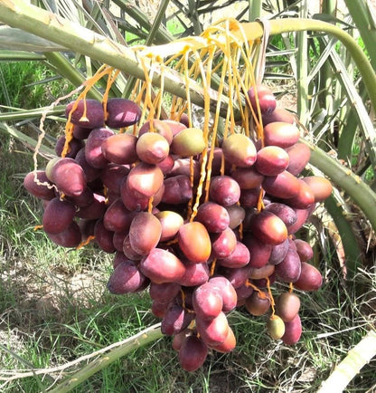 Gondela Date Palm Seeds (Phoenix dactylifera) – 35+ Premium Gondeh Date Seeds