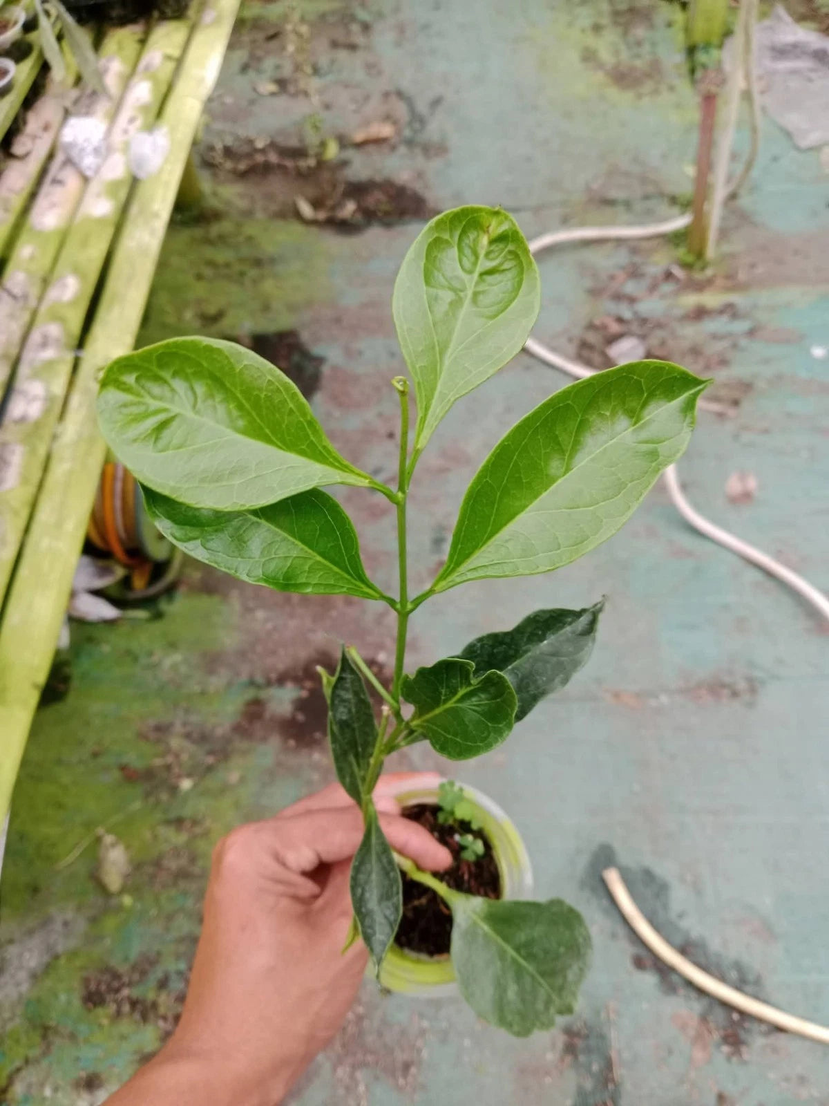 Hoya unirana (sp. Papua) - Rare Tropical Wax Plant