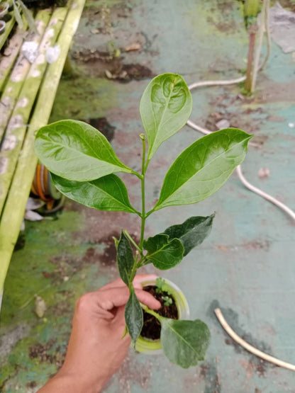 Hoya unirana (sp. Papua) - Rare Tropical Wax Plant